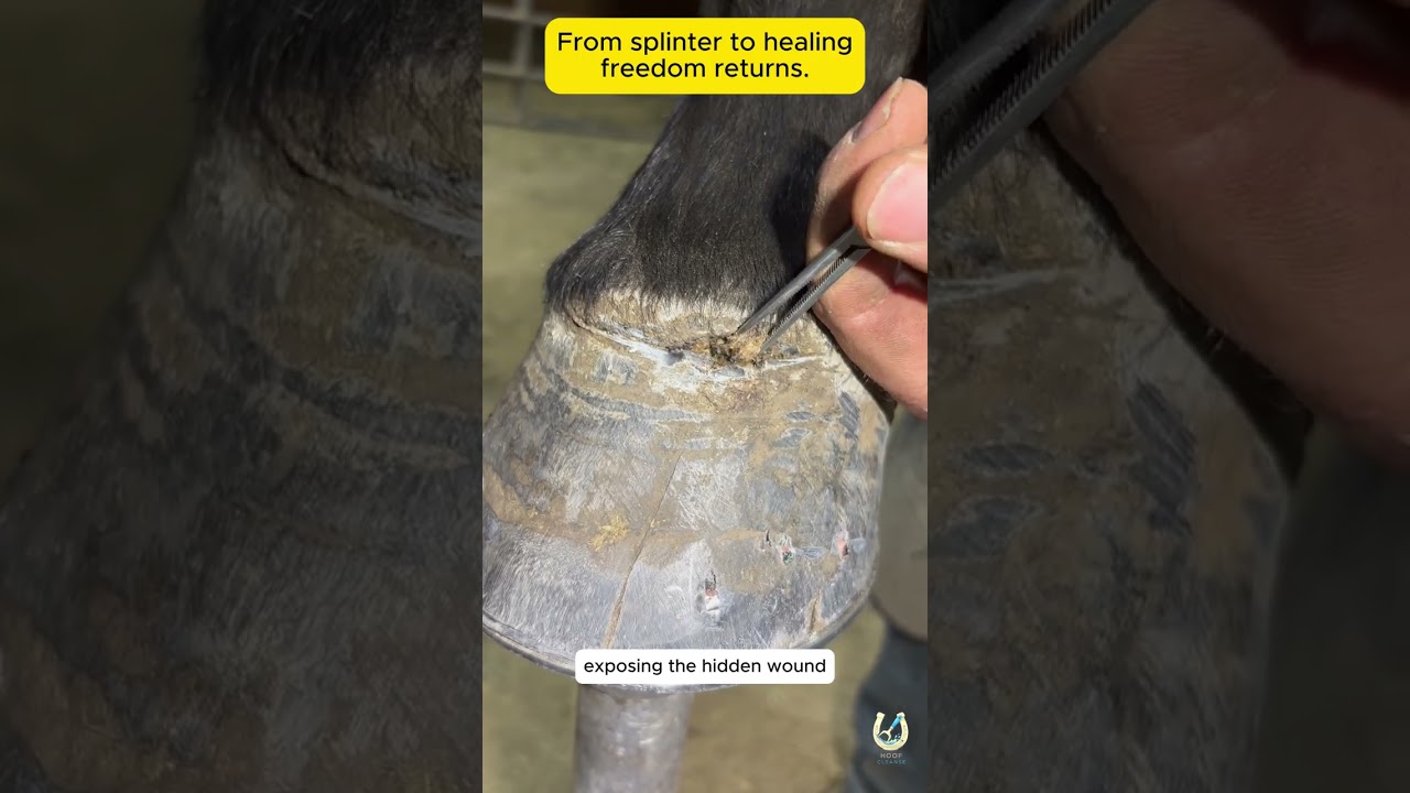 Horse Hoof Rescue | Removing Wooden Splinter & Hoof Repair