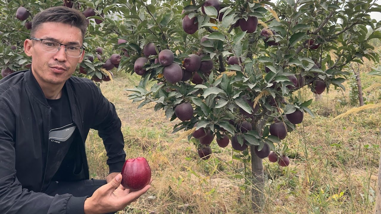 Карлик Алма бактар 