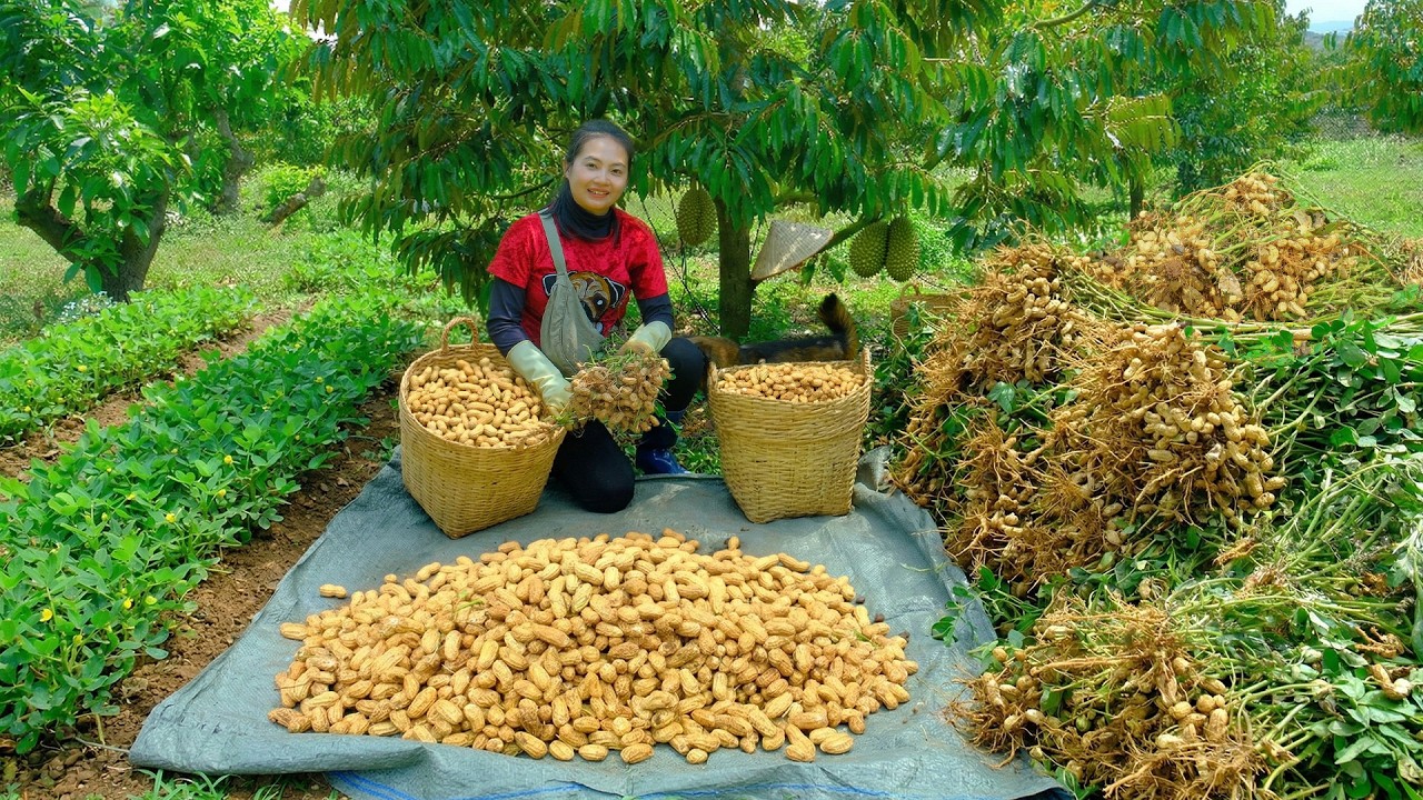 Harvest A Whole Peanut Garden To Sell At The Market – Daily Farm Life: Grow Vegetable, Raise Animals
