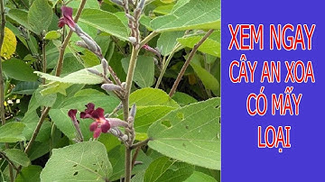 Cây An Xoa Có Mấy Loại - 0976 836 586