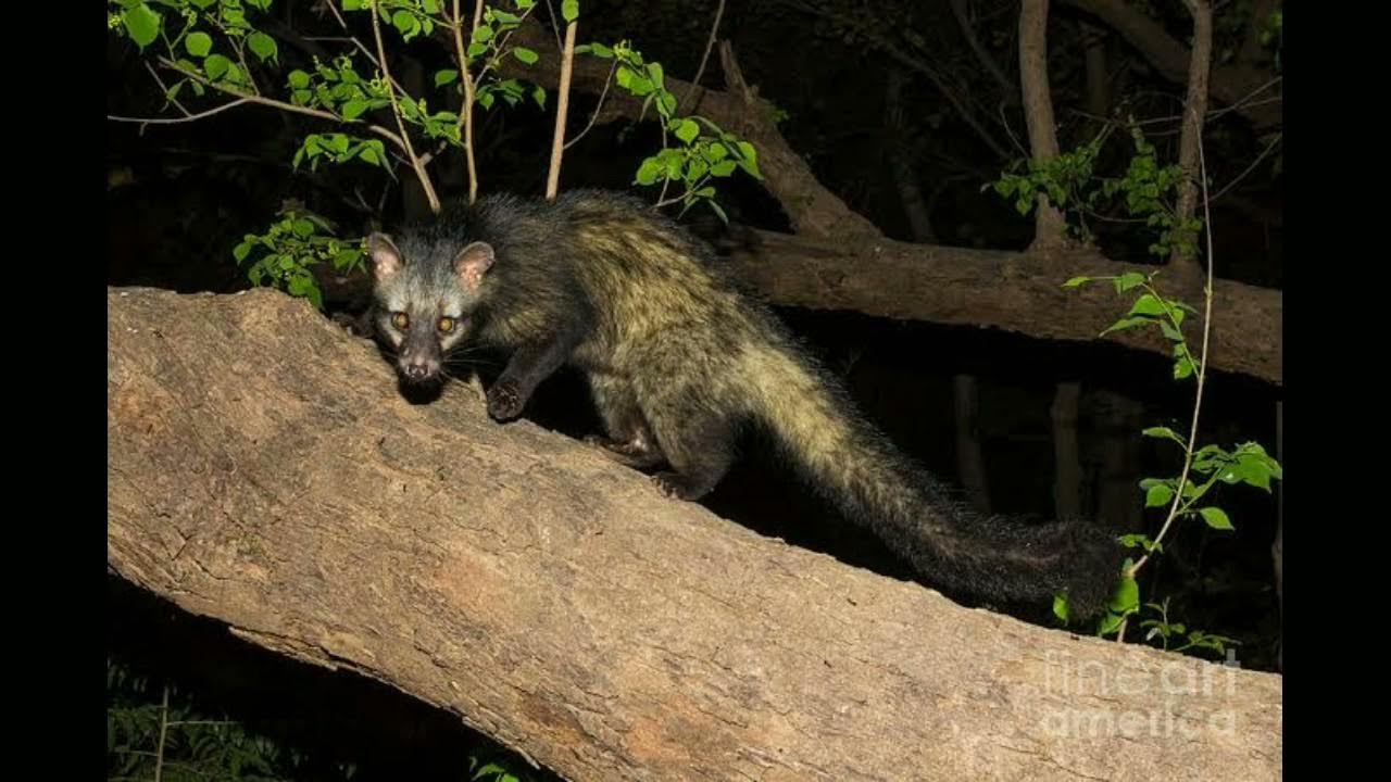 Мусанг шри ланка. Циветты шри ланка. Мусанги зверек. Циветта кофе. Шри ланкский мусанг.