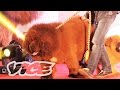 The Most Expensive Dog in the World: VICE INTL (China) の動画、YouTube動画。