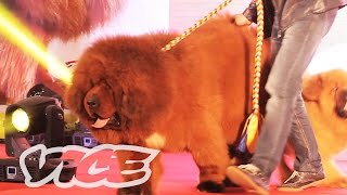 The Most Expensive Dog in the World: VICE INTL (China)