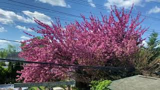 Cherry Blossom Time Lapse