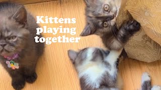 KITTEN PLAYING WITH SIBLINGS😽| Meow & Paw's - Cat family | Cat Playing | Baby Kitten#kitten