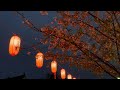 静岡まつり 2022 | 夜桜と提灯と雨