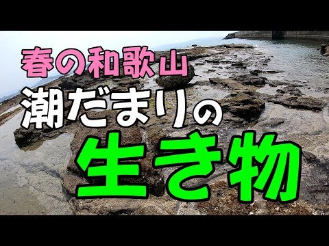 春の潮だまり　海の生き物観察　手軽にできる磯あそび　和歌山県みなべ町・白浜町