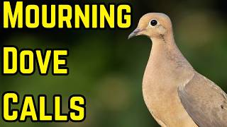 Mourning Dove Call & Song | Mourning Dove Sounds screenshot 4