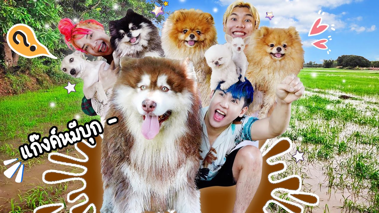 รวมตัวแก๊งหมีทั้งสตูพาน้องอังปังตะลุยทุ่งนา.. (พี่กังฟูดับเครื่องชนสุดๆๆ ฮาๆ!?)