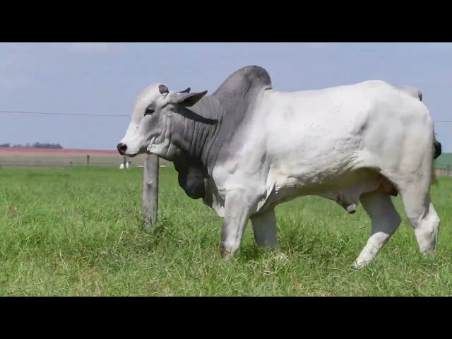 Bateria 02   Leilão Trio Bonsucesso   Etapa Touros