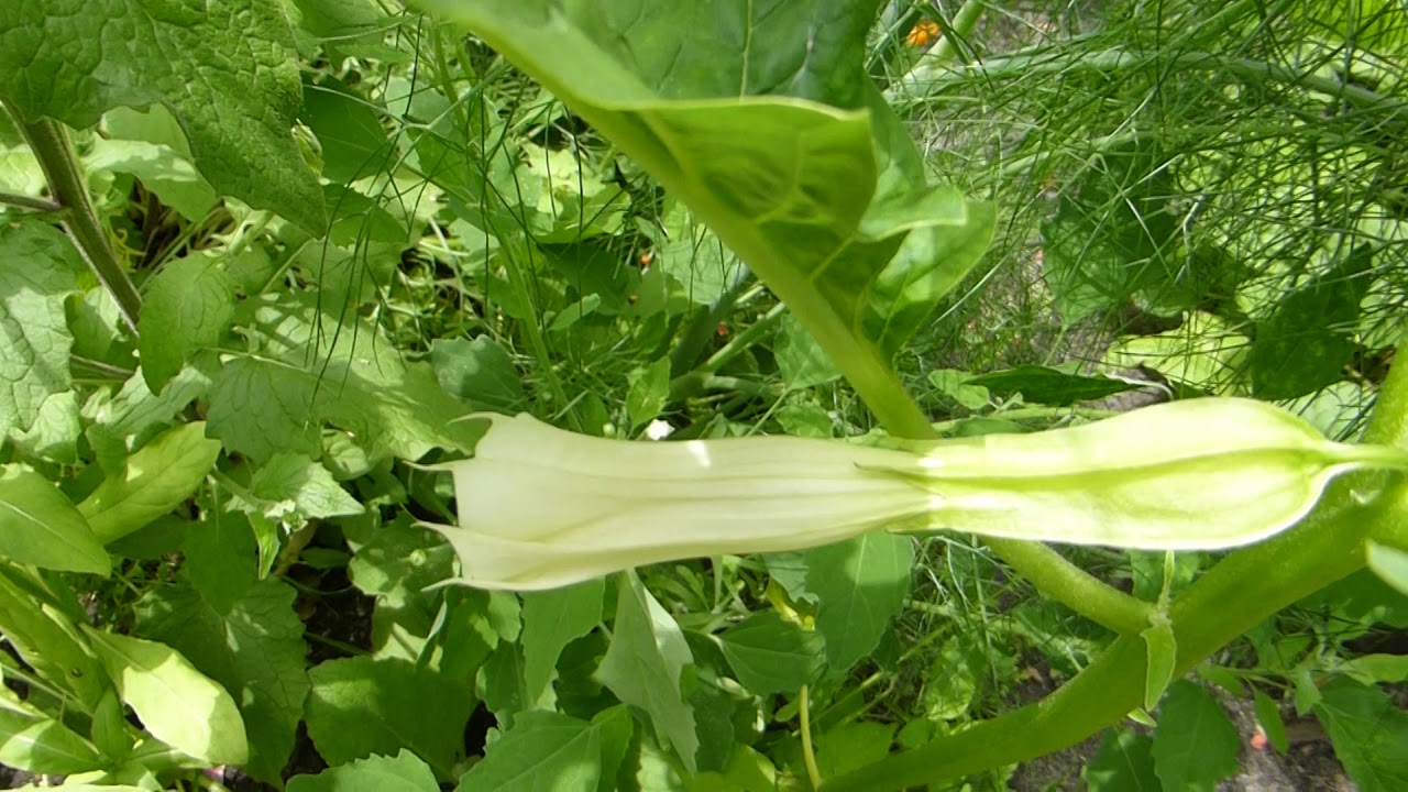 Angels Trumpets - Datura stramonium - Trompetblóm - Þyrniepli  - Eitruð jurt - Garðplanta
