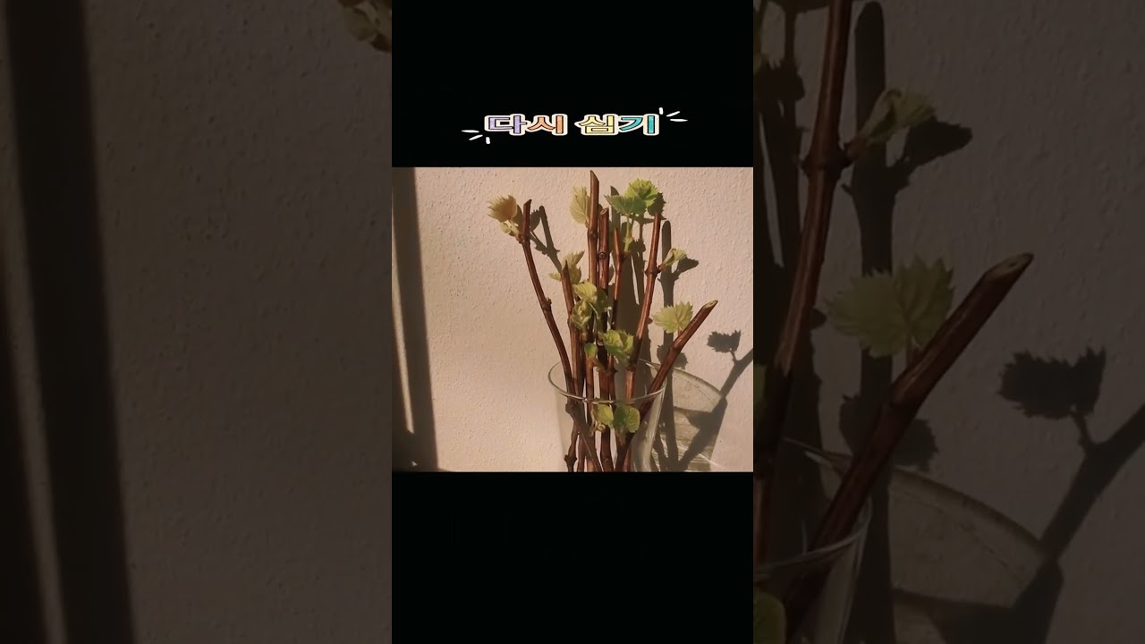 기존 작물 위에 덮어 심기 !