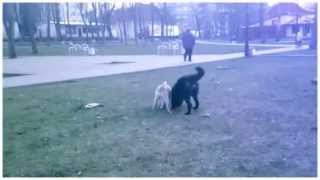 Борьба собак за кость! Борьба собак за кость!