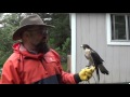 Carson the Peregrine Falcon