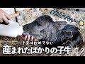 子牛が産まれました！！。しかし親牛が、、、Wagyu cattle born, however