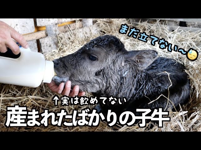 子牛が産まれました しかし親牛が Wagyu Cattle Born However Youtube