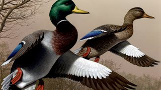 mallard اطلاق البط البري بالرياض