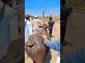 Qurbani 2k25 Memories | Alhumdullilah #bakramandi #cow #bakraeid #bakr #beautifullgoats #qurbanvlogs