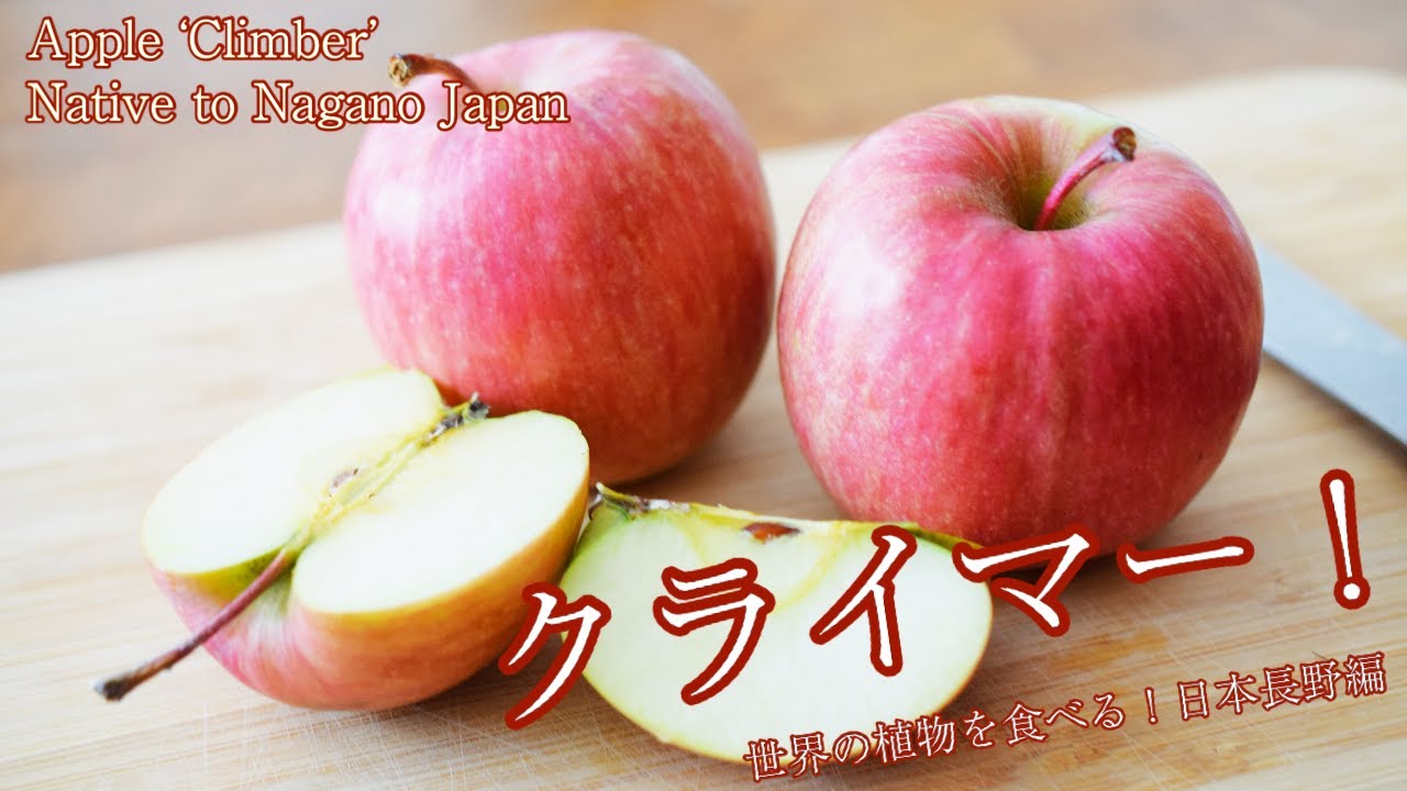 ひまりんごページ 世界の植物を食べる！【日本長野編】 リンゴ 「クライマー」！ Malus