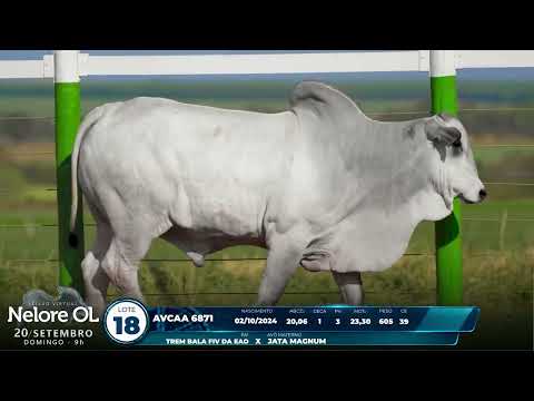 LOTE 18