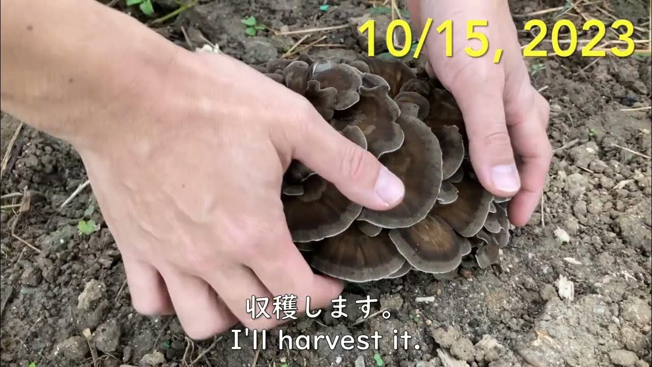 Growing maitake mushroom at home 家でマイタケを育てる YouTube