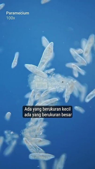 luar biasa reaksinya air gula melawan bakteri