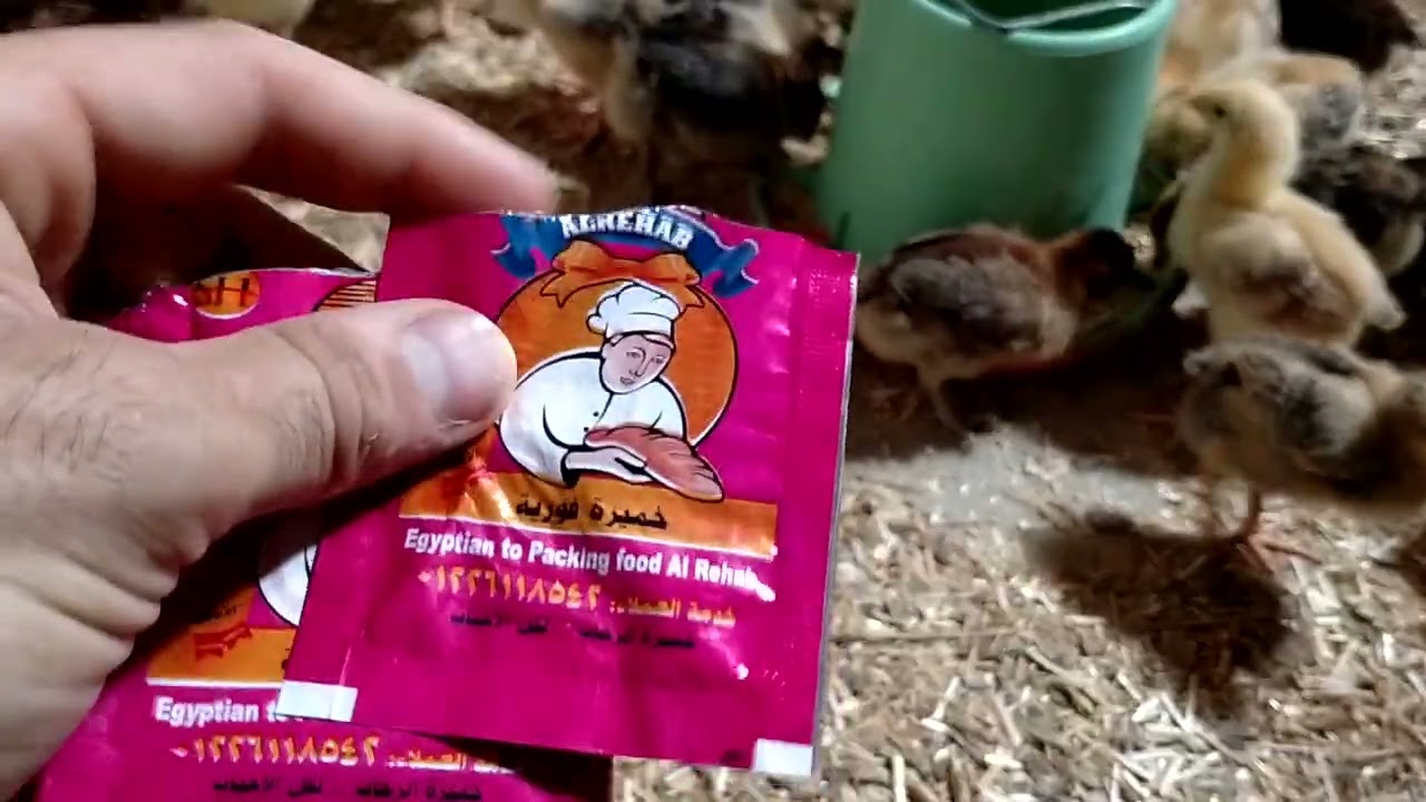 اليوم الثامن هنستعمل انهارده عسل اسود و خميرة فورية لكل لتر ميه ٨ سنتي للقضاء على البرد و رفع الوزن 