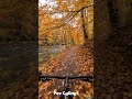 🍂 Peaceful Autumn Forest Cycling POV
