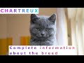 Chartreux. Pros and Cons, Price, How to choose, Facts, Care, History の動画、YouTube動画。