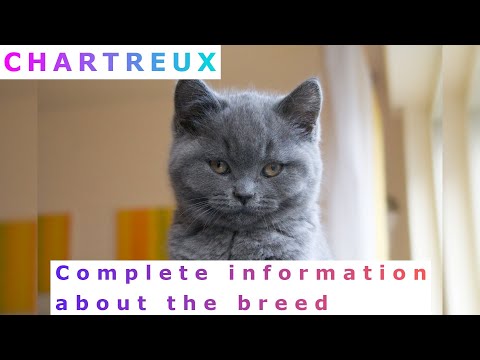 Chartreux. Pros and Cons, Price, How to choose, Facts, Care, History