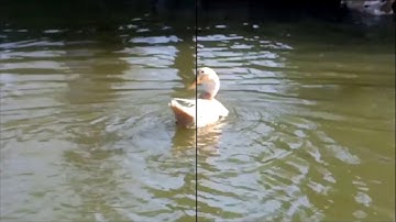 Video frame interpolation - Duck