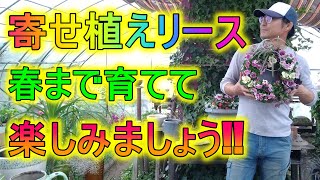 [ガーデニング]寄せ植えリースの作り方「年間100個の寄せ植えを作るプロガーデナーが教えるリース型バスケットに寄せ植え