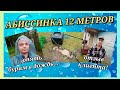 АБИССИНКА 12 МЕТРОВ/ДОЖДЬ КАК ВСЕГДА НЕВОВРЕМЯ/ОТЗЫВ КЛИЕНТА.