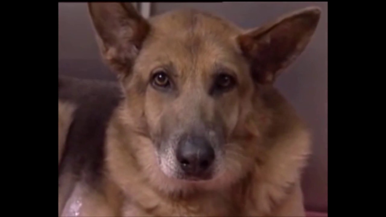 save the puppers YouTube