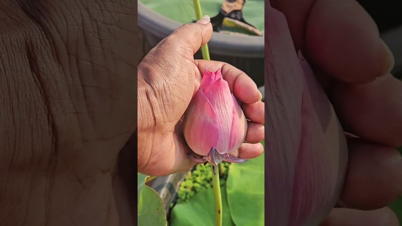 AMAZING FACTS /MIND BLOWING BLOWS /LOTUS WATER LILLY SECRETS. 