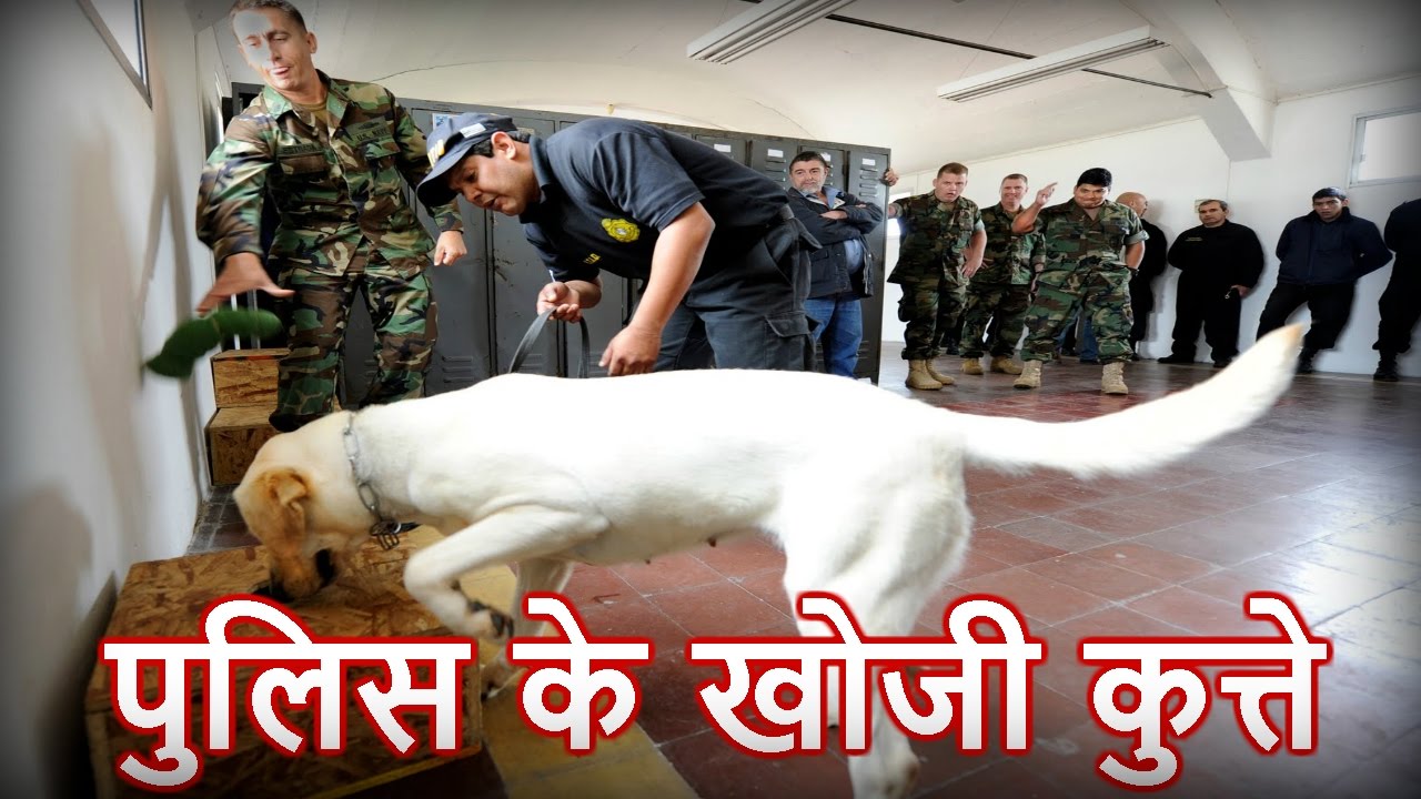 कैसे काम करते हैं पुलिस के खोजी कुत्ते How the work of the police sniffer dogs in hindi YouTube