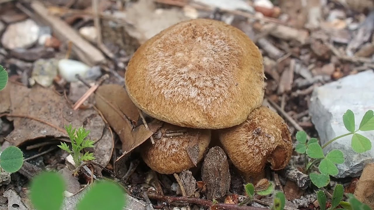 Inocybe de Heim (Inocybe heimii)