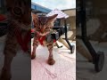 You Have To See This Kitten's DIY Hot Wheels Wheelchair