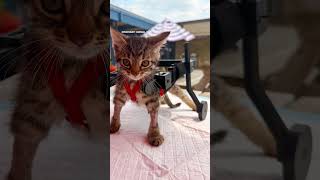 You Have To See This Kittens DIY Hot Wheels Wheelchair