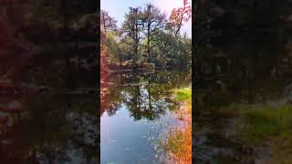 nature view 🍂🍀🌱#peaefulsong#viralshorts#millionsview#peacefulmusic #peacefulview