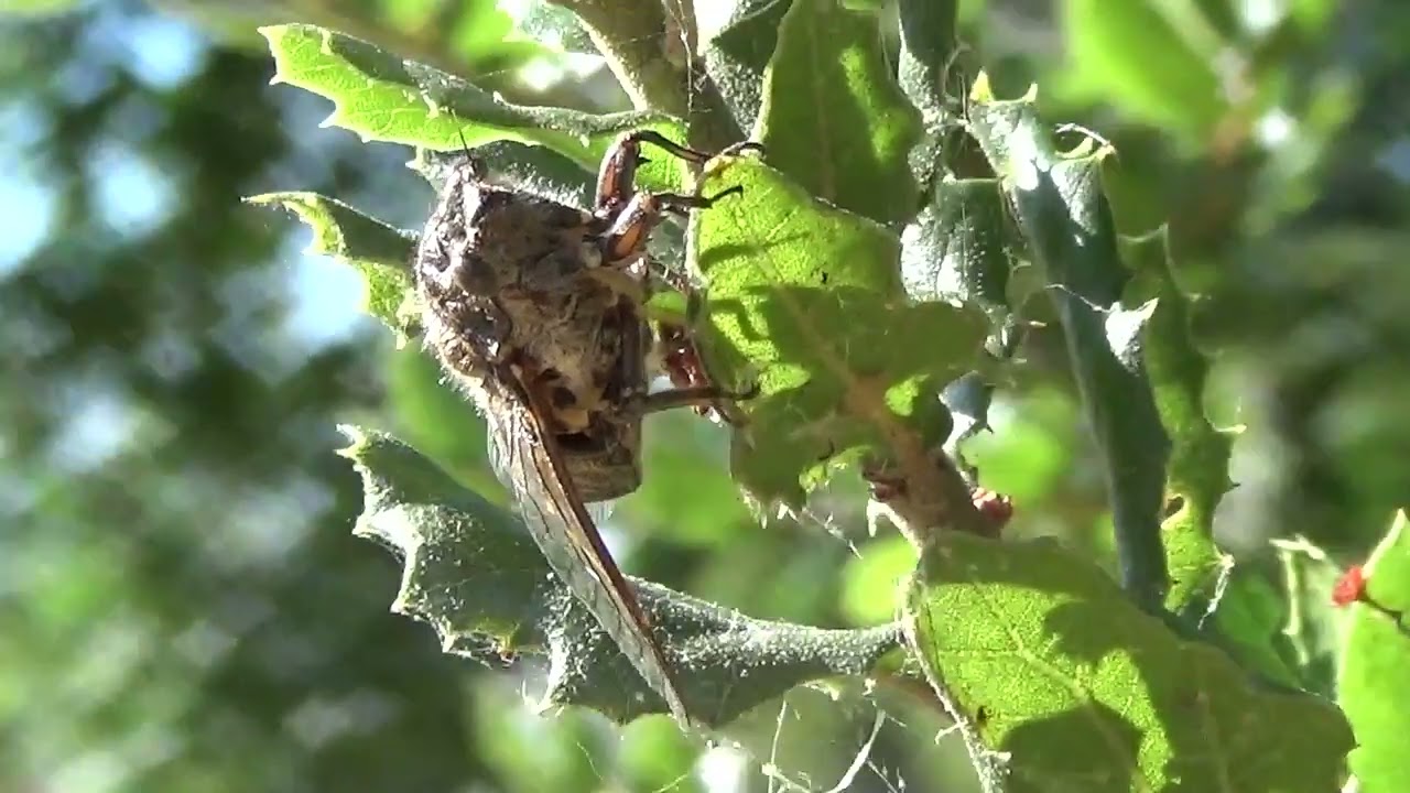 Cicada (Okanagana vanduzeei) Singing in a Bush