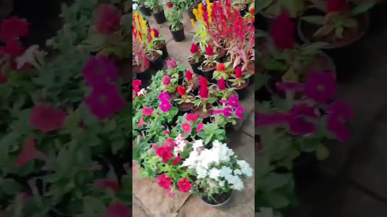 Cute flowers Harsha challenge @ videos