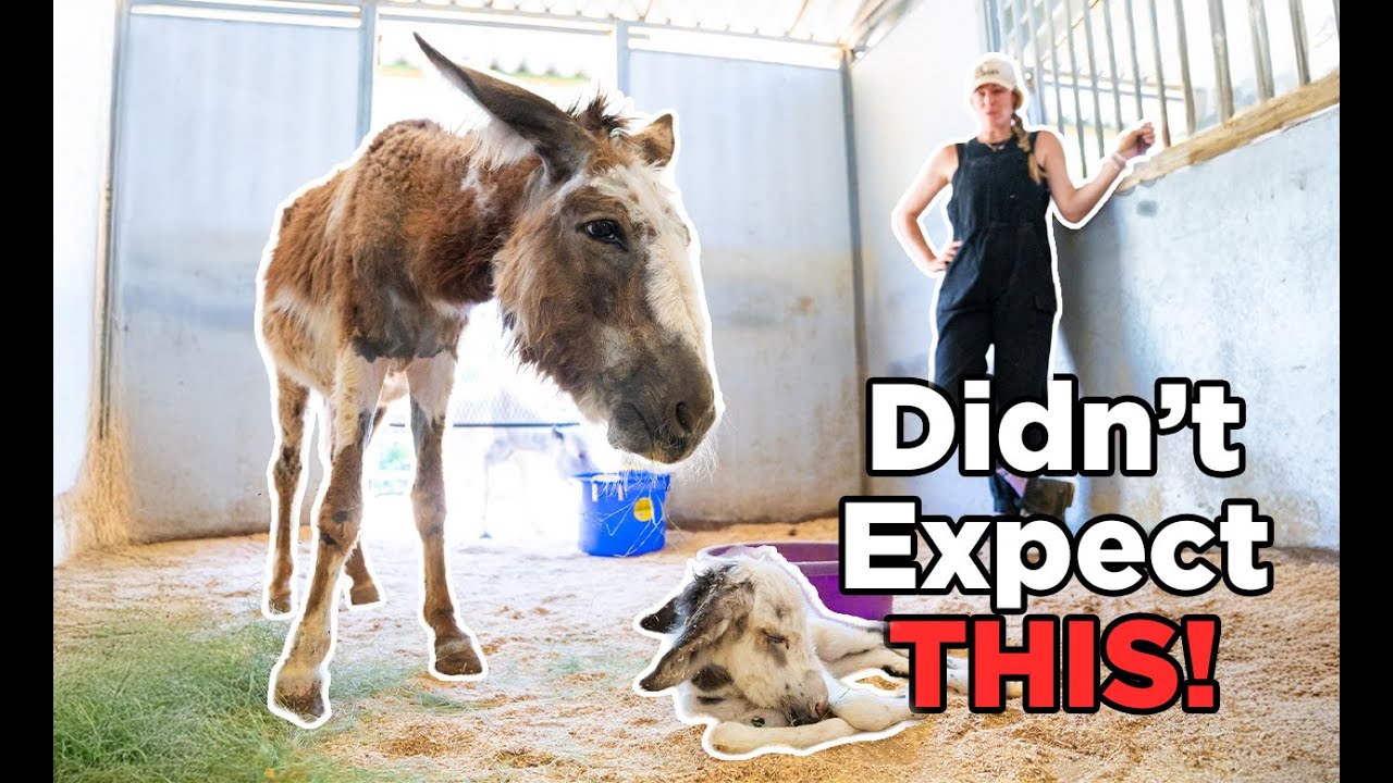 WOW! Surprise Donkey Born at Recuse! Ep. 57