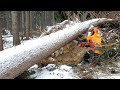 Processing a very sprung tree with a chainsaw and a good lumberjack