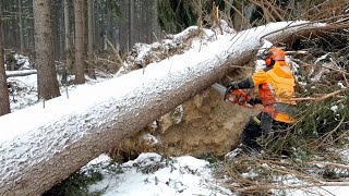 Processing a very sprung tree with a chainsaw and a good lumberjack!