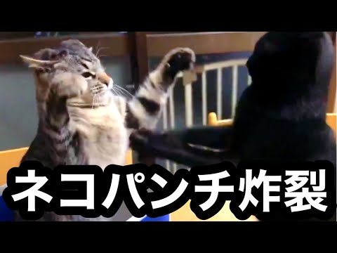四男猫よしお - YouTube