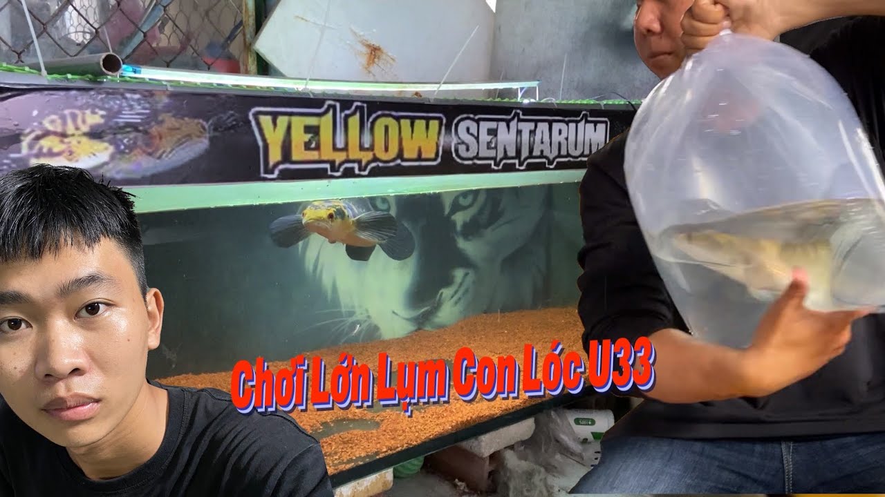 Lụm Con Lóc Yellow Sentarum Về Nuôi | Thịnh Đạt