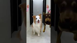 Cute Dogs Dance