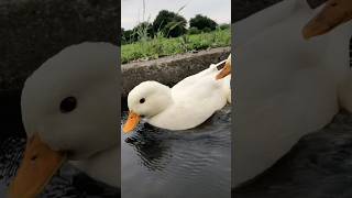 Duck river swimming #mypetdn #duck #pertenakan #funny #animals #cute #farming #chicken #callduck
