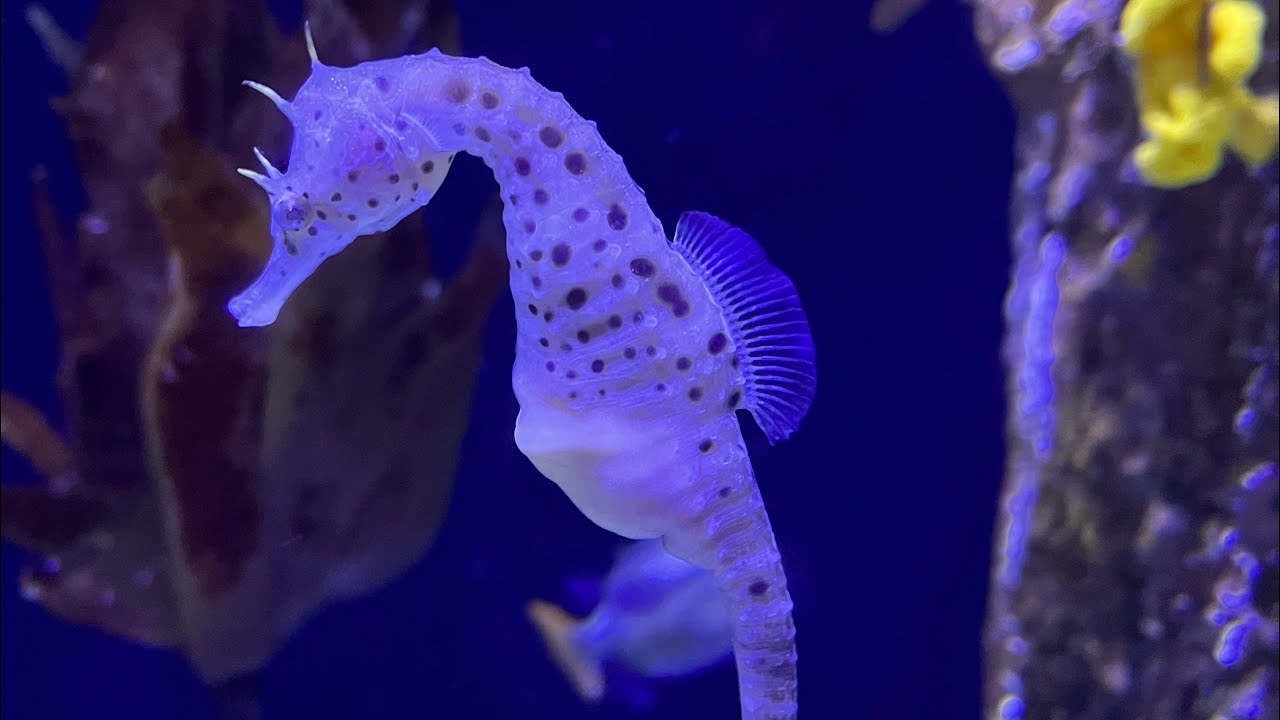 Let’s explore Birch Aquarium San Diego,CA YouTube